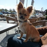 Foto van Chanel