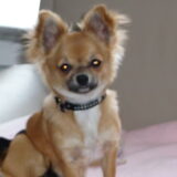 Foto van Chanel