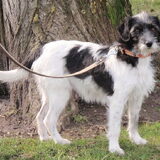 dit is de moeder van mijn toekomstige pup. ze is een mix, weten jullie…
