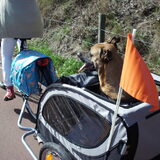 In de hondencar:-)