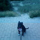 shaye aan de zee