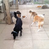 Julio, Jill, Baldr, Isa en Kiwi
