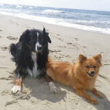 Strand wandeling Den Helder met Barbara en Vos