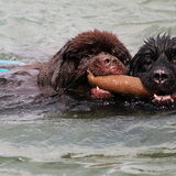 Foto van Inge, Rottweiler Nika & m'n Canadeesje(s)