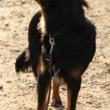Foto van Sammie