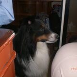 Bobbie (sheltie) kijkt toe-A'dam 2009