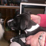 Soes (op schoot bij Rose)met Bobbie . A'dam 2009