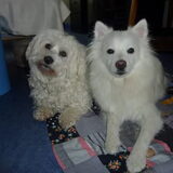 Cindy en Snowy
