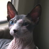 Onze sphynx Smeagol