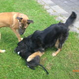 Soes bedolven onder de hond- oei!!!!! help me! Vliet-Leiden-juni 2009