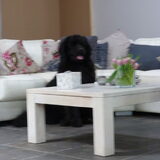 Dit is Baruch, een zeer lieve aanhanklijke newfie.
