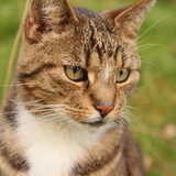 en ook maar even showen met mijn katten Dit is Tom Bombadil a.k.a Puk…