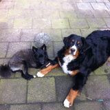 Hier was Goldy getrimd.