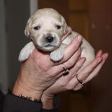 Yamin als pup