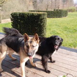 Foto van baasje Julian/hond : Frodo