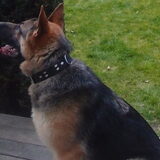 Foto van baasje Julian/hond : Frodo