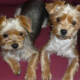 Onze Yorkshire zusjes Tessa en Laika geboren op 6-10-2010, ze zijn…