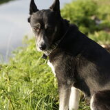 Mara's puppyblik - 2012