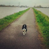 Lange ochtendwandeling in Kinderdijk
