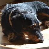 Foto van Pepijn & Otis