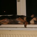 En dan kom je thuis en zie je dit....rare hond af en toe