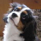 Mooi koppie...Enne...Lief (L)