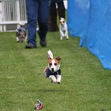 op de Jack-russel race baan in Eindhoven