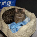 Tiggy