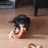 Djuna toen ze nog lief en schattig was =P