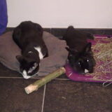 Andere dieren