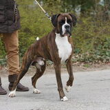 Darco 2jr en 3 mnd