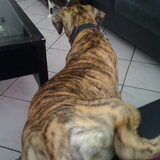 poes vangen