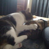poes wint