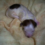 eerste pup die geboren is en is een teefje