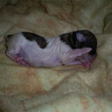 pup 2 het reutje