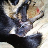pup 3 teefje