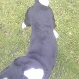 Dobber