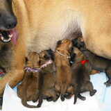 pups geboren uit combinatie aika from mikes place en cuja's tariq