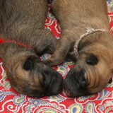 2 van de 8 pups geboren 27 april 2012 van Aika from mike splace X…
