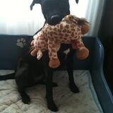 Foto van Scooby