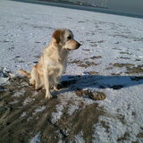 Foto van gene