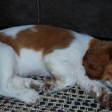 En dit is nu Mellow, een Welsh Springer Spaniel geboren op 27 Februari…