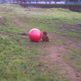 Foto van Lisette, Chico & jersey