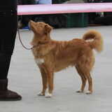 Hondenshow Leiden