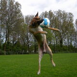 vangen die bal