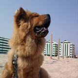 Dusty aan zee