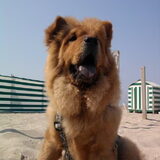Dusty aan zee