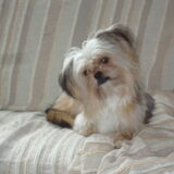 Dribbeltje met koppie scheef :)