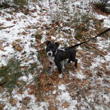 voor het eerst in het bos met een beetje sneeuw.