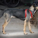 Luna 10 maanden Kruising Jack/Pinsher